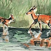 Deer At The River Art Print