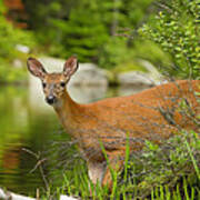 Doe At Waters Edge Art Print