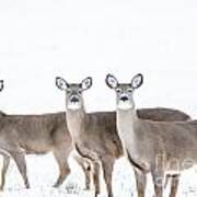 Deer Deer Deer Art Print