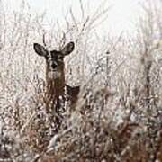 Deer In Winter Art Print