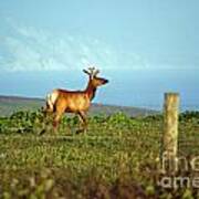 Deer On The Rune Art Print