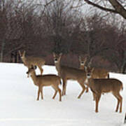 Deer Photography - Michigan Deer Herd Winter Snow Landscape Art Print