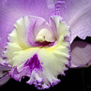 Delicate Violet Orchid Art Print