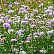 Dense Basket-flowers And Firewheels Art Print