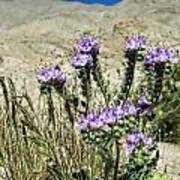 Desert Blooms Art Print