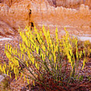 Desert Flower Art Print