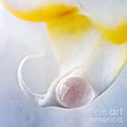 Detail Of An Orchid With A Water Drop Art Print