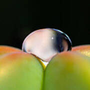 Dew On Cactus Art Print