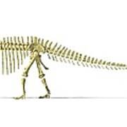 Diplodocus Dinosaur Skeleton, Artwork Art Print