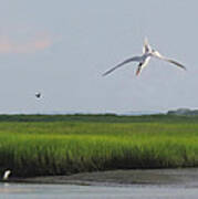 Diving Tern Art Print