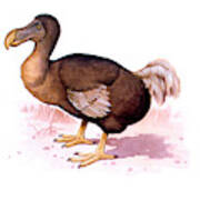 Dodo Art Print