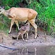 Doe With Nursing Fawn Art Print