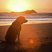 Dog At Beach Art Print