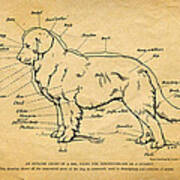 Doggy Diagram Art Print