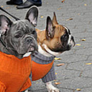 Dogs In Sweaters Art Print