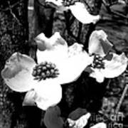 Dogwood 3 Art Print