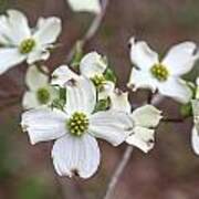 Dogwood Blooms Art Print