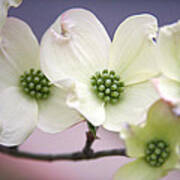 Dogwood Art Print