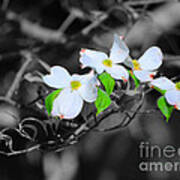 Dogwood Flowers Art Print