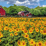 Door County Field Of Sunflowers Panorama Art Print