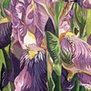 Double Purple Irises -painting Art Print