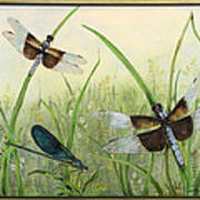 Dragonflies In The Meadow Art Print