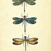 Dragonflies Art Print Dragonflies Art Print