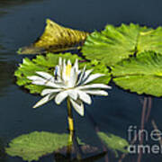 Dragonfly Kisses A Waterlily Art Print