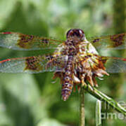 Dragonfly On Clover Art Print