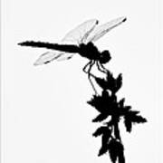 Dragonfly Silhouette Art Print