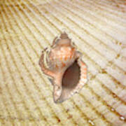 Drill Seashell On Sandy Background Art Print