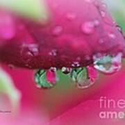 Droplets On The Rose Art Print