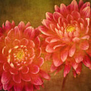 Dual Dahlias Art Print