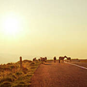 Dublin Mountain Road In Summer Art Print