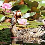 Duck In The Water Lilies Art Print