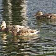 Ducks Sunning Art Print