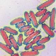 E. Coli Bacteria Art Print