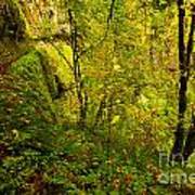 Eagle Creek Fall Art Print