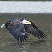 Eagle Flight-2 Art Print