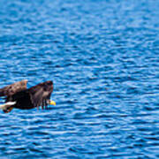 Eagle With Catch Art Print