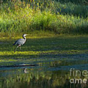 Early Morning At The Marsh 2a Art Print