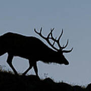 Early Morning Bull Elk Art Print