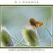 Early Morning Butterfly Art Print
