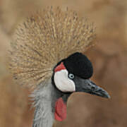 East African Crowned Crane Art Print