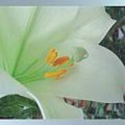 Easter Lily Art Print