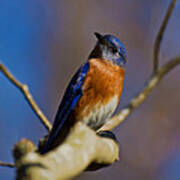 Eastern Bluebird Art Print