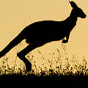 Eastern Grey Kangaroo Hopping At Sunset Art Print