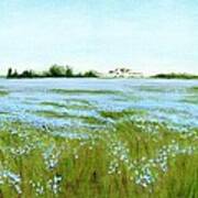 Eastern Shore Maryland Field Of Blue Flowers Art Print