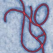Ebola Virus Artwork Art Print