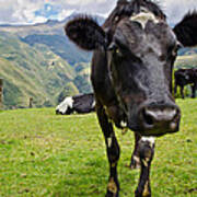 Ecuadorian Cow Art Print